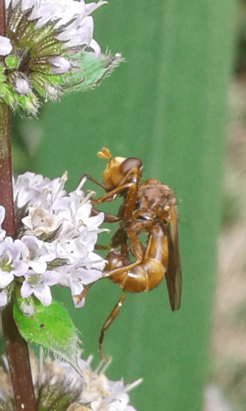 Sicus sp. (Conopidae)?  S